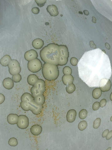 Amforavaas blauwgroene kristallen - Afbeelding 7