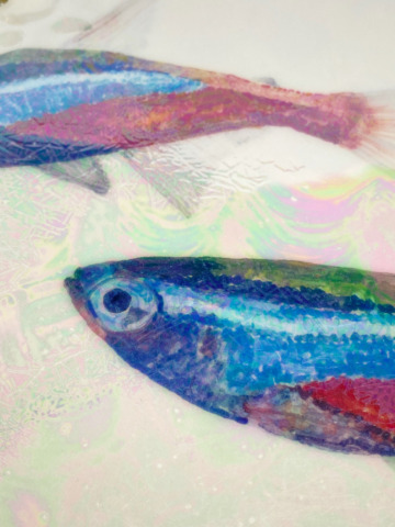 Plaquette tetra guppy's - Afbeelding 7